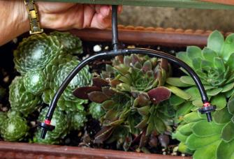 Toronto irrigation specialist sizes microirirgation for succulents