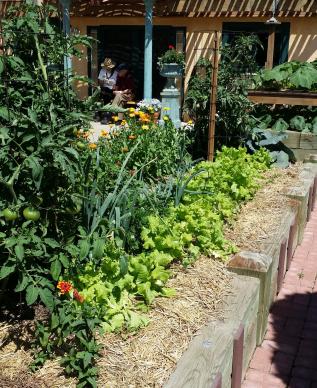Healthy vegetable garden in Toronto
